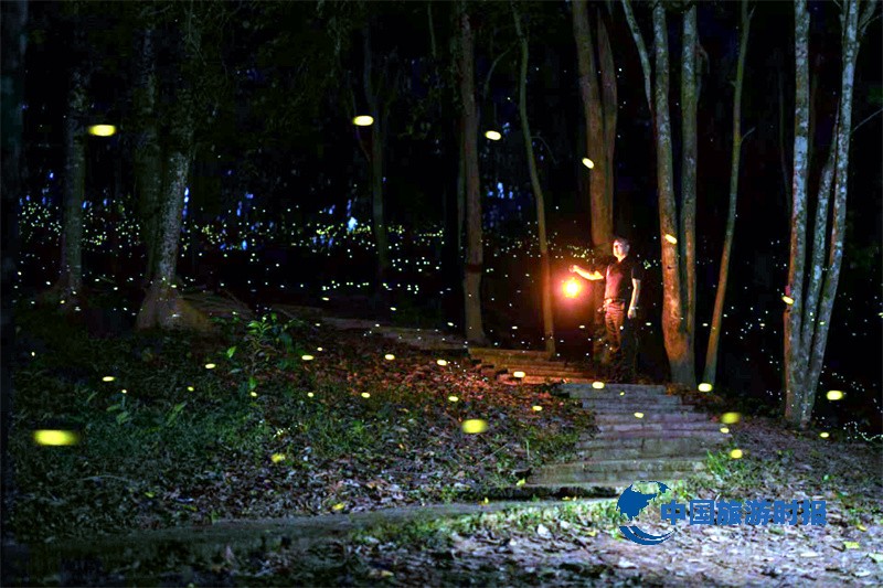 夜游中科植物园，邂逅萤火虫精灵——西双版纳